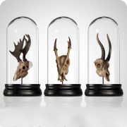 Аксессуар Exhibit